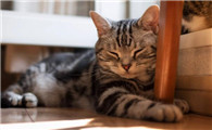 猫咪为什么总会睡地上趴着不动呢