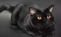 玄猫的眼睛什么颜色