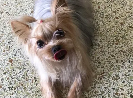 约克夏犬怎么样有什么特点
