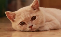猫抑郁症的表现有哪些