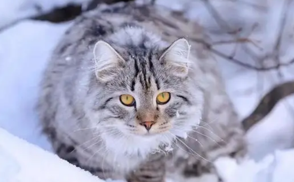 东北猫吃什么?怎么养比较好? 东北猫吃什么?怎么养比较好?