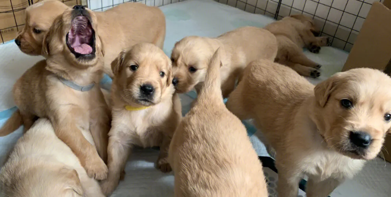 金毛幼犬怎么挑选好的