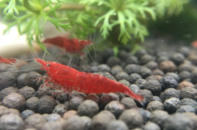 淡水宠物虾怎么养 淡水宠物虾怎么养