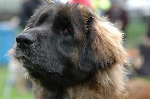 兰伯格犬中国可以养吗?想知道的看过来 兰伯格犬中国可以养吗?想知道的看过来