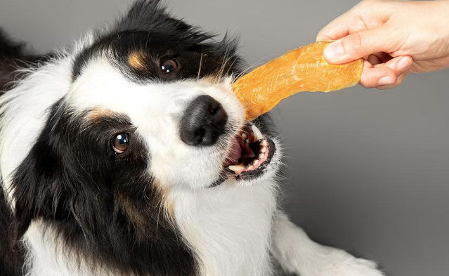 多可特宠物零食怎么样？怎么去选择宠物零食？