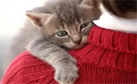 怎么样才能让猫喜欢被抱呢