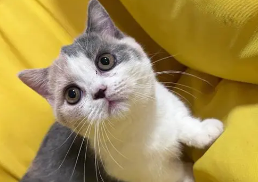 英短三花猫值钱吗