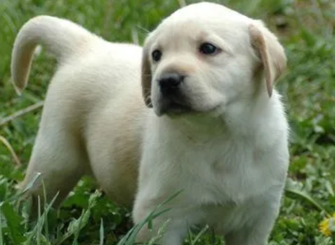 怎么养拉布拉多幼犬呢 怎么养拉布拉多幼犬呢