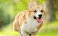 中小型犬养什么好一点