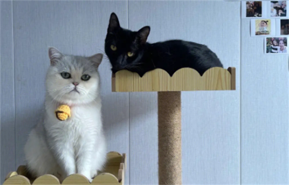 玄猫“功能”这么强大,为什么弃养率还这么高呢? 玄猫“功能”这么强大,为什么弃养率还这么高呢?