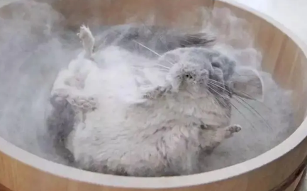 龙猫生产完多久可以洗澡 龙猫生产完多久可以洗澡