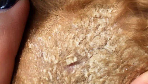 泰迪皮肤病结痂有皮屑用什么药 泰迪皮肤病结痂有皮屑用什么药