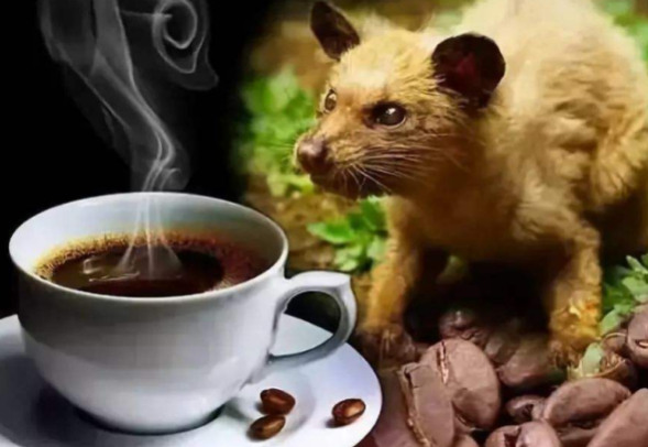 猫屎咖啡背后的残忍真相