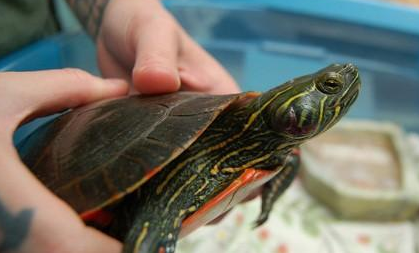 颜色超级好看的西锦龟,怎么养颜色更好看