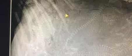 带怀孕的二哈做检查,看完片子,医生也被吓得说不出话了! 带怀孕的二哈做检查,看完片子,医生也被吓得说不出话了!