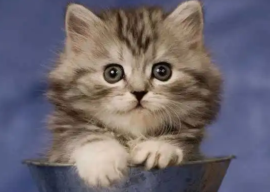 皮堡斯小猫国内有卖吗