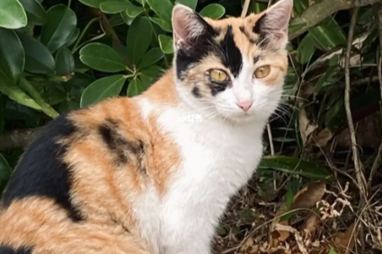 宝藏选手——“三花猫”，网友：养了才知道它的好