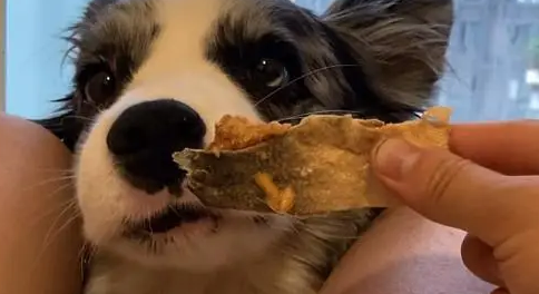 晋宠宠物零食好吗?好的零食有什么特点 晋宠宠物零食好吗?好的零食有什么特点