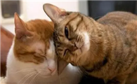 猫咪为什么蹭脸上闻呢