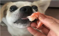 狗吃多了虾会怎么样啊