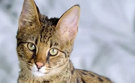 一代萨凡纳猫多少钱一只