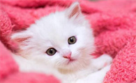 猫甩出来的耳螨是死的啊