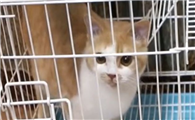 为什么猫咪要关笼子里呢