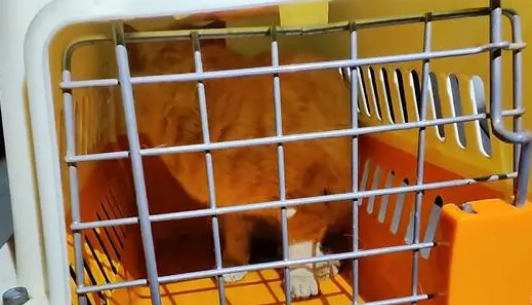 面对川流不息的车辆,被困流浪猫只能蜷缩在它认为安全的空间里 面对川流不息的车辆,被困流浪猫只能蜷缩在它认为安全的空间里