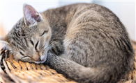 猫咪蜷缩着是为什么呢