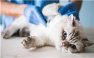 刚买回家的猫咪呕吐怎么回事