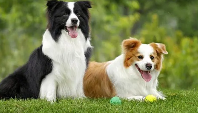 柯利犬介绍! 柯利犬介绍!