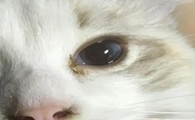 猫咪一只眼睛一直眨，然后有黄色分泌物怎么处理？