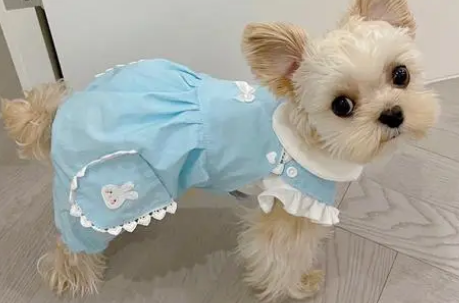 丑丑宠物衣服好吗