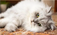 为什么有些猫咪容易掉毛呢