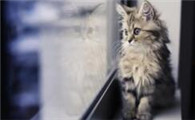 猫咪为什么老想去厕所卫生间