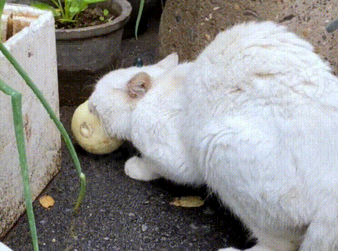 饿到吃香瓜的流浪猫,带回家后被宠物猫嫌弃,它的反应看着心疼 饿到吃香瓜的流浪猫,带回家后被宠物猫嫌弃,它的反应看着心疼