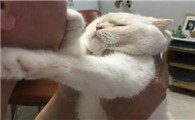 猫为什么不喜欢接受人类的吻