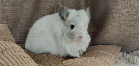龙猫生产之前会怎么样呢