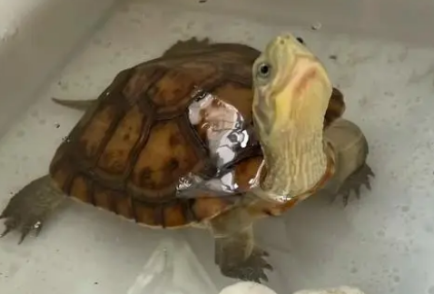 小青龟怎么养?好喂食吗? 小青龟怎么养?好喂食吗?
