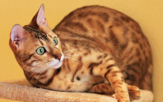 孟加拉猫可以养吗