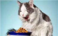 猫咪吃饱了为什么还吐呢