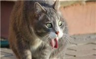 猫咪为什么往外吐东西不吃呢