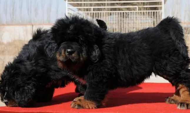 怎么样训练藏獒幼犬 怎么样训练藏獒幼犬