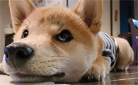 狗狗为什么会体味重啊