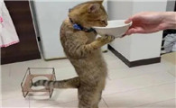 猫为什么要人喂饭呢