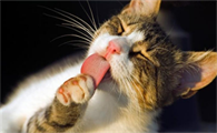 猫咪为什么会应激死了的原因