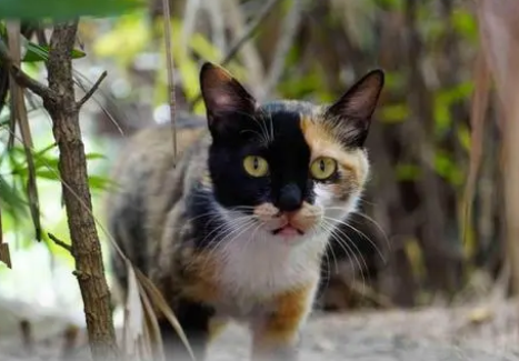 白色三花猫都有什么品种 白色三花猫都有什么品种