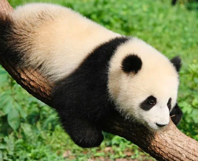 萌翻了!顺德也有自己的熊猫了?还有梅花鹿、松鼠… 萌翻了!顺德也有自己的熊猫了?还有梅花鹿、松鼠…
