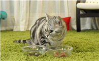 猫咪短尾的原因是什么