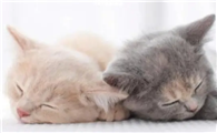 猫咪为什么配对不上啊